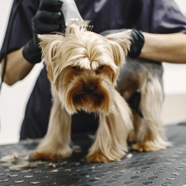 ELIAS ARAUJO PELUQUERÍA EXCLUSIVA