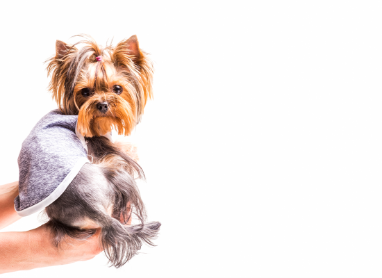 Portada DELIPETS CLINIC & SPA