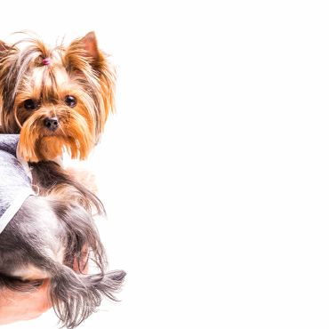 DELIPETS CLINIC & SPA