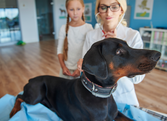 Portada UNIVET UNIDAD MÉDICA VETERINARIA & SPA