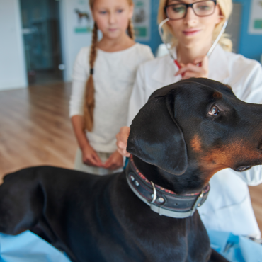 UNIVET UNIDAD MÉDICA VETERINARIA & SPA